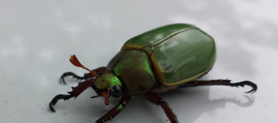 Suppress Comment Sitecore bug with bucketable item – workflow break