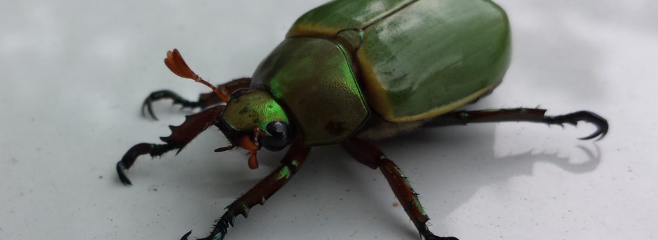 Suppress Comment Sitecore bug with bucketable item – workflow break